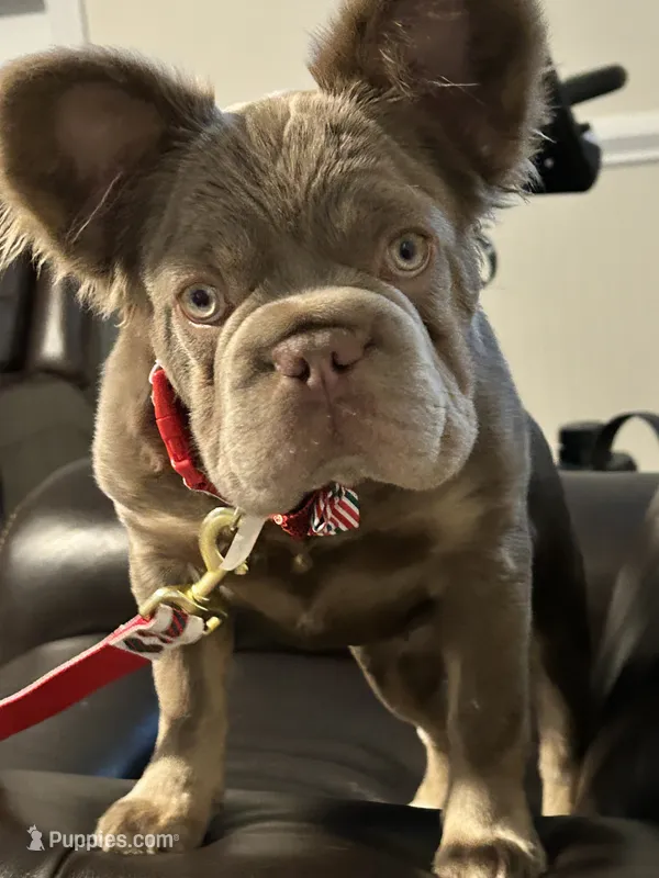 AKC New Shade Isabella Big Rope 6 Panel health clear – French Bulldog puppy for sale in Statesville, NC