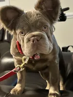 AKC New Shade Isabella Big Rope 6 Panel health clear, a female French Bulldog for sale in Statesville, NC – 1 of 4