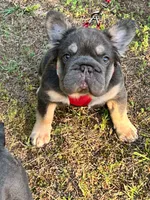 🔥🔥AKC Fluffy Blue Tan points DNA health clear, a male French Bulldog for sale in Statesville, NC – 2 of 7
