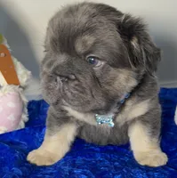 Visual fluffy Tiny Blue Tan 6 panel clear, a male French Bulldog for sale in Statesville, NC – Photo 4 of 6