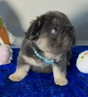 Visual fluffy Tiny Blue Tan 6 panel clear, a male French Bulldog for sale in Statesville, NC – Photo 3 of 6
