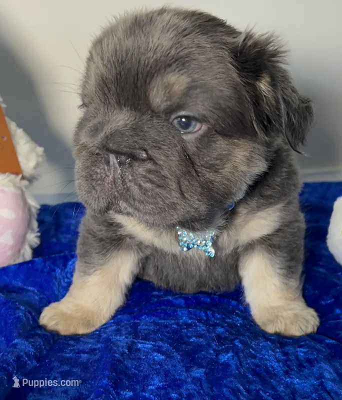 Visual fluffy Tiny Blue Tan 6 panel clear – French Bulldog puppy for sale in Statesville, NC