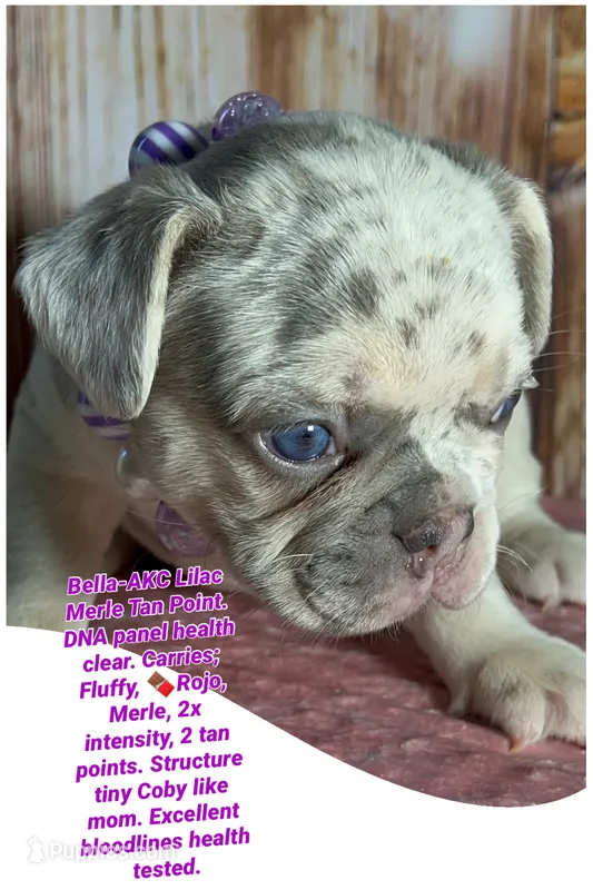 💖Tiny Bella-Lilac Merle Tan Point DNA panel health clear – French Bulldog puppy for sale in Statesville, NC
