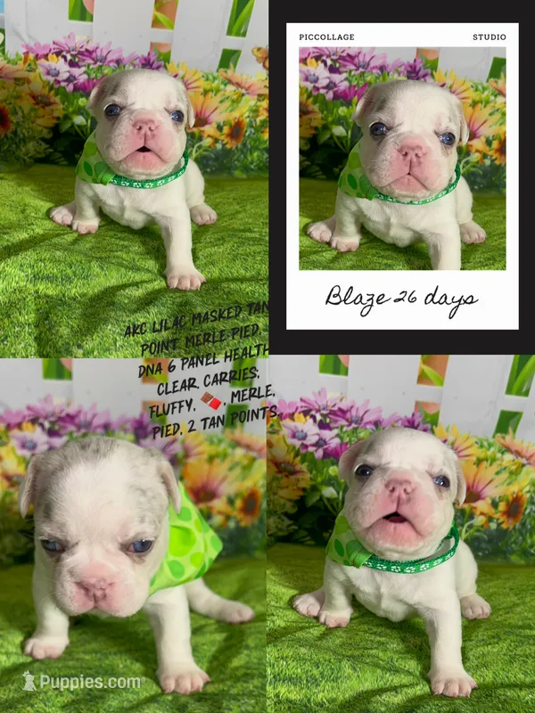 🔥 AKC- Lilac husky  Tan Merle pied DNA health clear – French Bulldog puppy for sale in Statesville, NC