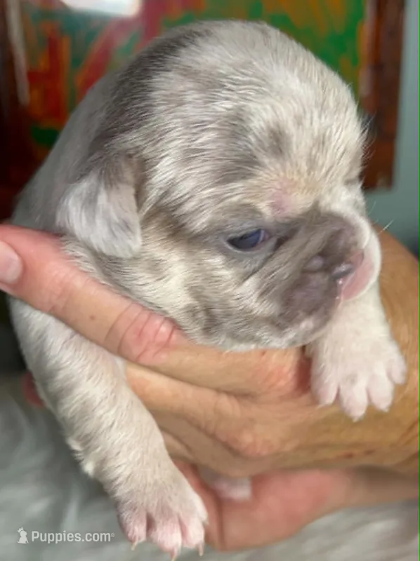 AKC Tiny Lilac Merle Tan Points  DNA health clear, a female French Bulldog for sale in Statesville, NC – 1 of 6