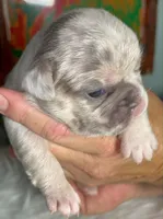 AKC Tiny Lilac Merle Tan Points  DNA health clear, a female French Bulldog for sale in Statesville, NC – 1 of 6
