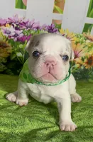 Tiny! Blaze-AKC Lilac Tan Point Merle Pied. DNA 6 health clear., a female French Bulldog for sale in Statesville, NC – 1 of 5