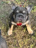 💙Calm Sweet Neutered Trained AKC Fluffy Blue Tan DNA Health clear, a male French Bulldog for sale in Statesville, NC – 5 of 7