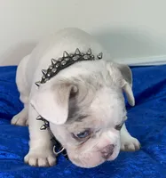AKC-Blaze Lilac Tan Merle Pied DNA health clear, a male French Bulldog for sale in Statesville, NC – 3 of 7
