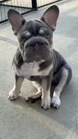 Reduced! Trained-Loving Pet home for this special girl, a female French Bulldog for sale in Statesville, NC – 2 of 4