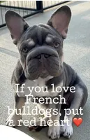 Elsa Lilac and Tan Intensity. DNA 6 panel health clear. , a male French Bulldog for sale in Statesville, NC – 8 of 8