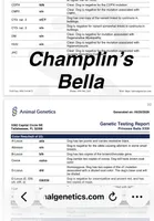 AKC New Shade Isabella Big Rope 6 Panel health clear, a female French Bulldog for sale in Statesville, NC – 4 of 4