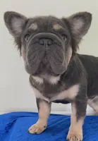 Quality! AKC Fluffy Blue & Tan DNA panel health clear , a male French Bulldog for sale in Statesville, NC – 3 of 9