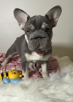 Elsa , a female French Bulldog for sale in Statesville, NC – 4 of 5