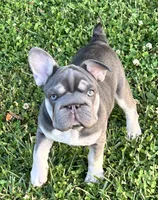 Elsa , a female French Bulldog for sale in Statesville, NC – 2 of 5