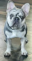 💎AKC-Lilac Merle Fluffy carrier Trained-DNA Tested, a male French Bulldog for sale in Statesville, NC – 6 of 7