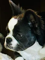 Quality AKC Fluffy Blue Trindle Husky 6 panel health clear , a female French Bulldog for sale in Statesville, NC – 1 of 5