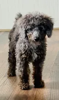AKC-Tuxedo Blue Merle Rojo Curl C1C2 , a male Poodle - Miniature  for sale in Statesville, NC – 3 of 8