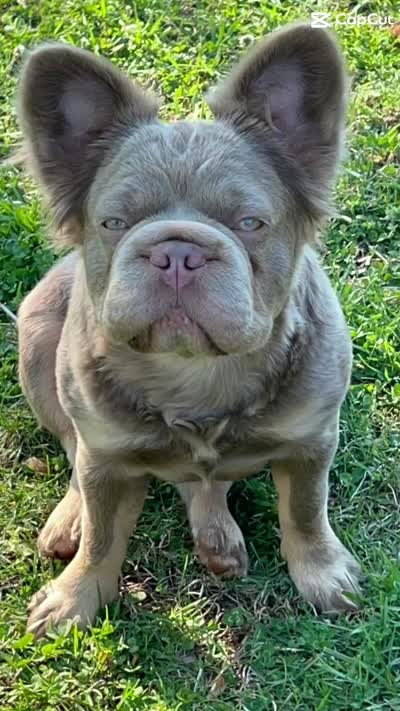 AKC Fluffy New Shade Isabella Big Rope 6 Panel health clear, a female French Bulldog for sale in Statesville, NC – 5 of 7