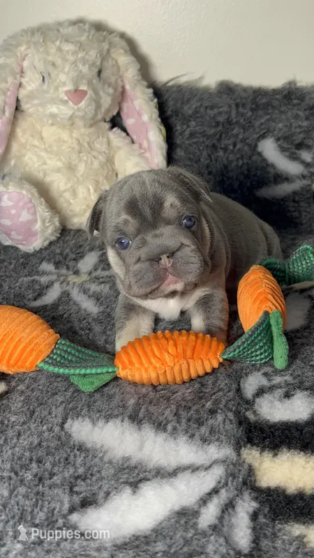 💖Quality-AKC- Elsa Lilac and Tan Intensity. DNA 6 panel health clear. 