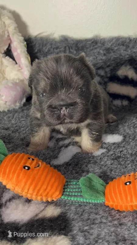 💙Micro-AKC- FLUFFY l1/l4 -BIG ROPE BLUE & Tan , a male French Bulldog for sale in Statesville, NC – Photo 1 of 7