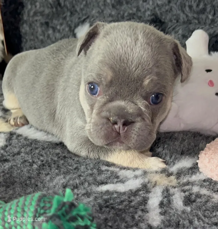  💚 Quality! AKC  🐾 Lilac/Tan 5 panel clear.  