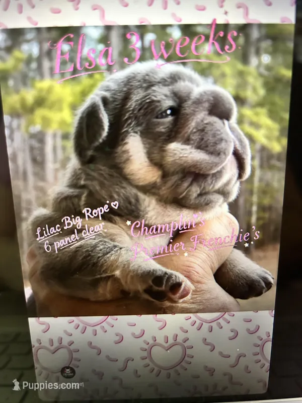 Quality-AKC- Elsa Lilac and Tan Intensity. DNA 6 panel health clear. 