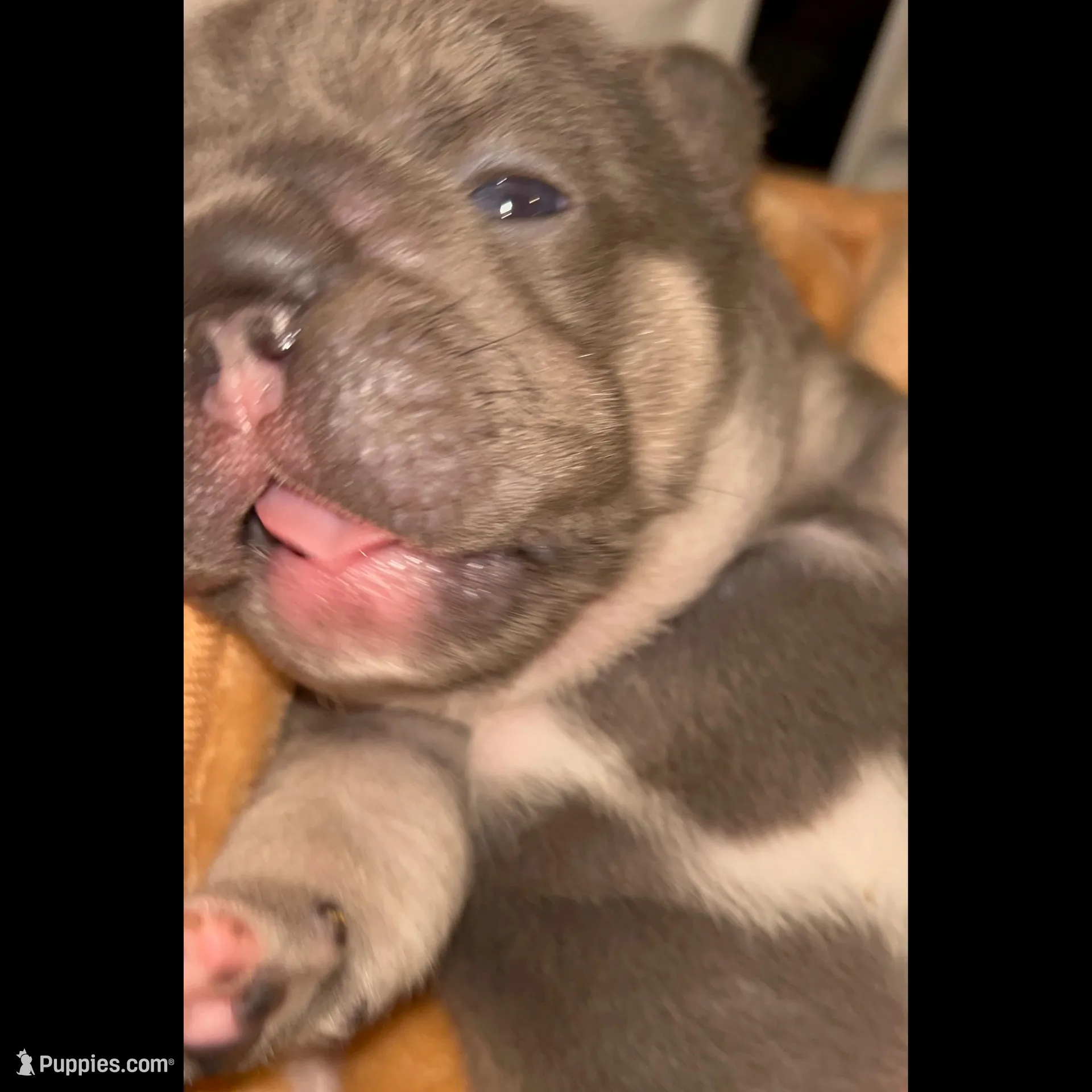 Quality-AKC- Elsa Lilac and Tan Intensity. DNA 6 panel health clear. , a female French Bulldog for sale in Statesville, NC – Photo 3 of 6