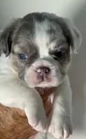 💝 Fluffy Lilac Merle Tan Point. DNA panel health clear, a female French Bulldog for sale in Statesville, NC – 4 of 7