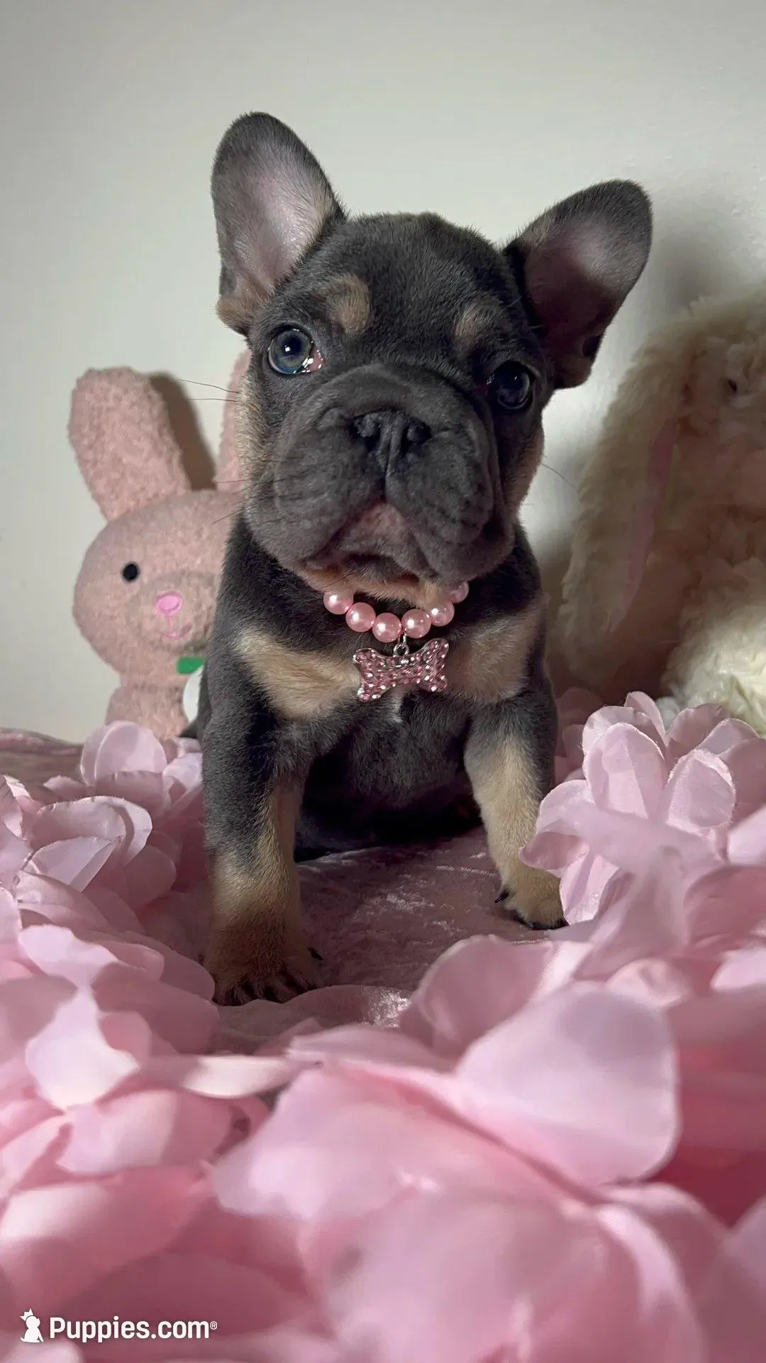 Quality-AKC Tiny Blue Tan intensity -Big Rope-DNA 6 panel clear, a female French Bulldog for sale in Statesville, NC – Photo 2 of 5
