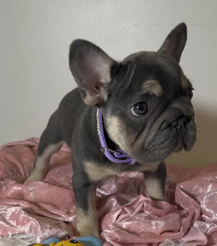 Quality-AKC Tiny Blue Tan intensity -Big Rope-DNA 6 panel clear – French Bulldog puppy for sale in Statesville, NC