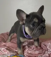 Quality-AKC Tiny Blue Tan intensity. DNA 6 panel clear, a female French Bulldog for sale in Statesville, NC – Photo 3 of 5