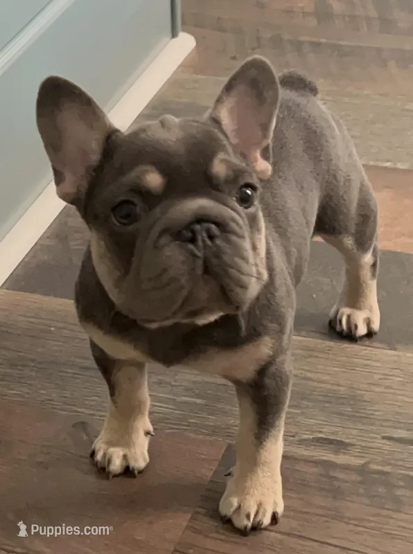 Quality-AKC Tiny Blue Tan intensity. DNA 6 panel clear – French Bulldog puppy for sale in Statesville, NC