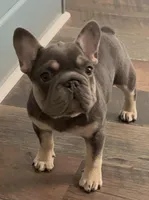 Quality-AKC Tiny Blue Tan intensity. DNA 6 panel clear, a female French Bulldog for sale in Statesville, NC – Photo 1 of 5
