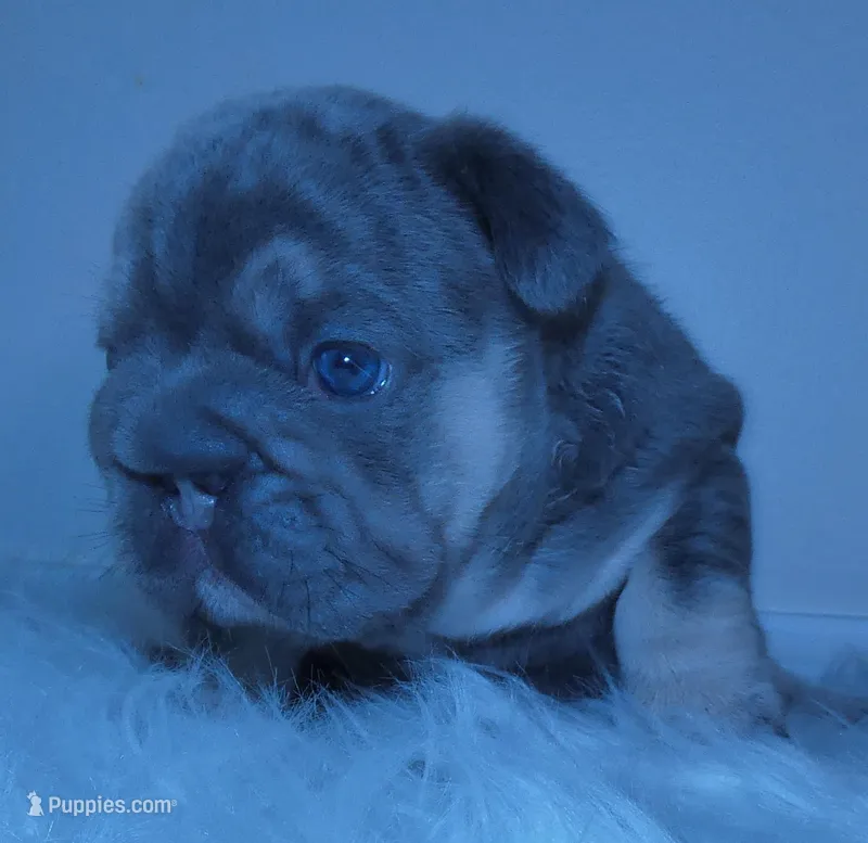 Quality-AKC- Elsa Lilac and Tan Intensity. DNA 6 panel health clear. 