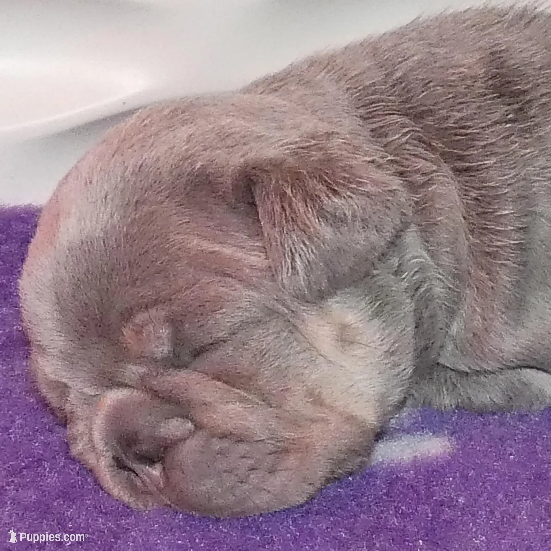 Quality! AKC  🐾 Lilac/Tan 5 panel clear.  , a male French Bulldog for sale in Statesville, NC – Photo 1 of 7