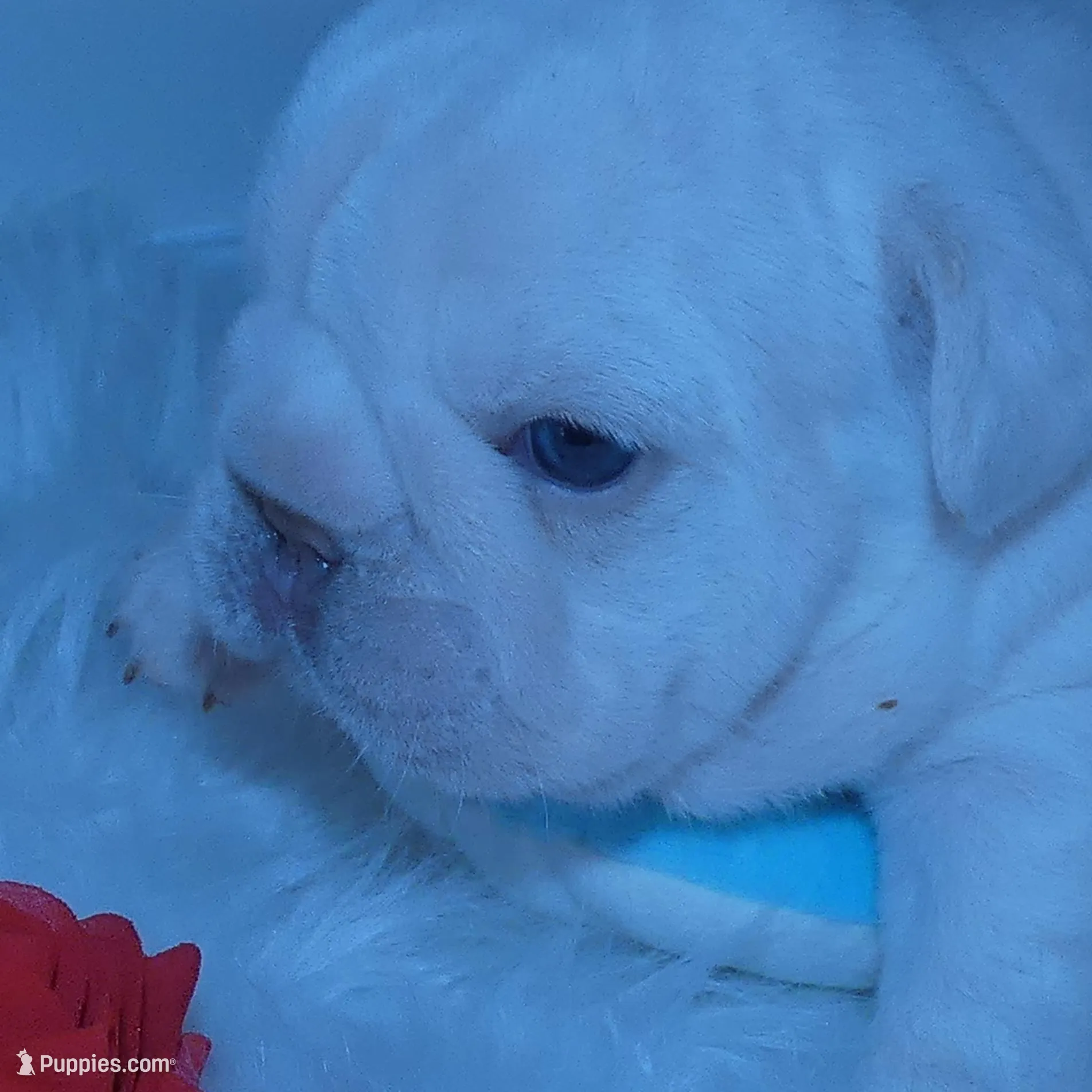 Quality Lilac Platinum Big Rope intensity carries fluffy 6 panel clear