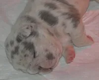 Quality-AKC-Crystal-Lilac Merle Big Rope DNA 6 Panel clear, a female French Bulldog for sale in Statesville, NC – Photo 4 of 9