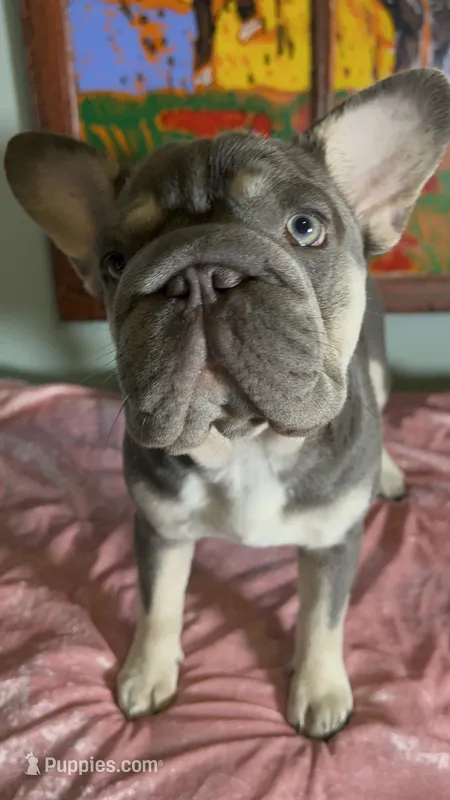 Quality AKC best loving home Elsa Lilac Tan 6 panel health clear – French Bulldog puppy for sale in Statesville, NC