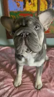 Elsa Lilac Tan 6 panel health clear, a female French Bulldog for sale in Statesville, NC – 2 of 4