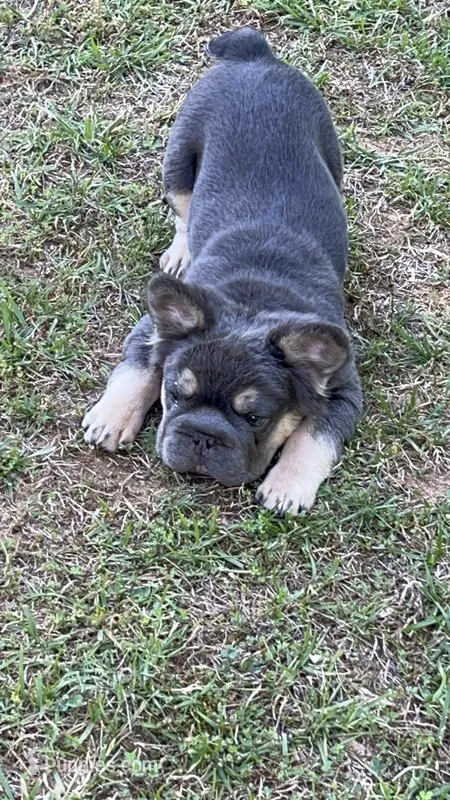 Quality AKC Fluffy Blue & Tan DNA panel health clear  – French Bulldog puppy for sale in Statesville, NC