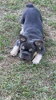 Quality AKC Fluffy Blue & Tan DNA panel health clear , a male French Bulldog for sale in Statesville, NC – 4 of 8