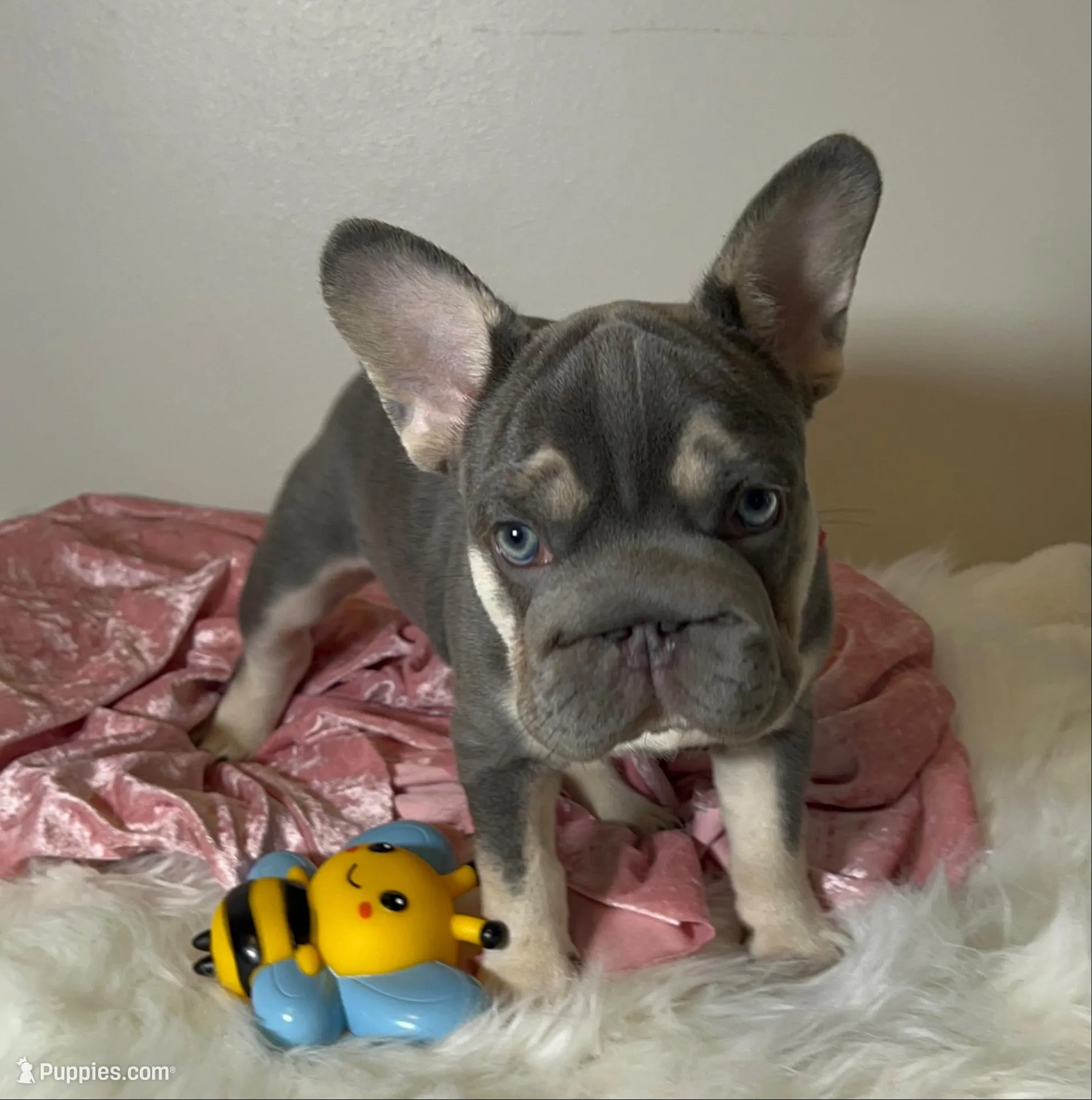  Lilac Tan points big rope blue eyes 6 panel health clear, a female French Bulldog for sale in Statesville, NC – Photo 2 of 8