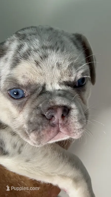 Tiny 💖 Lilac Merle Tan. DNA panel health clear. Carries; Fluffy, 🍫 – French Bulldog puppy for sale in Statesville, NC
