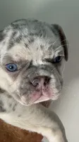 Tiny 💖 Lilac Merle Tan. DNA panel health clear. Carries; Fluffy, 🍫, a female French Bulldog for sale in Statesville, NC – 1 of 5
