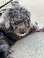 Tuxedo Blue Merle Rojo Curl C1C2-6 Panel health clear, a male Poodle - Toy  for sale in Statesville, NC – 3 of 7