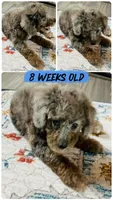 Tuxedo Blue Merle Rojo Curl C1C2-6 Panel health clear, a male Poodle - Toy  for sale in Statesville, NC – 5 of 7