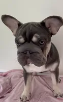 💝🫶🏻AKC- Elsa Lilac and Tan Intensity. DNA 6 panel health clear. , a female French Bulldog for sale in Statesville, NC – 2 of 6