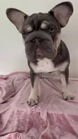Quality-AKC- Elsa Lilac and Tan Intensity. DNA 6 panel health clear. , a female French Bulldog for sale in Statesville, NC – 3 of 8