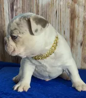 Blue eyes Lilac Masked Tan Point Merle Pied. DNA 6 panel health clear., a male French Bulldog for sale in Statesville, NC – 5 of 8